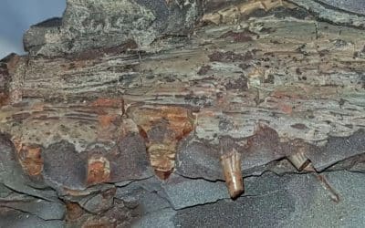 El tiburón de Puertollano